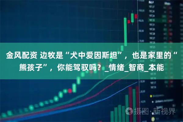 金风配资 边牧是“犬中爱因斯坦”，也是家里的“熊孩子”，你能驾驭吗？_情绪_智商_本能